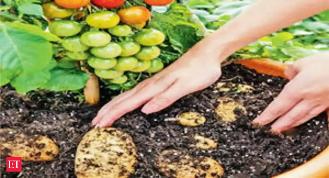 TomTato Plant that produces potatoes, tomatoes launched