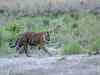 Tiger strays from Ranthambhore reserve; 7 teams on hunt