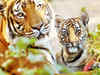 Tigresses needed in Panna reserve to avoid cub-killing: Madhya Pradesh government