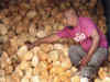 Coconut production in Goa dipped rapidly in FY13