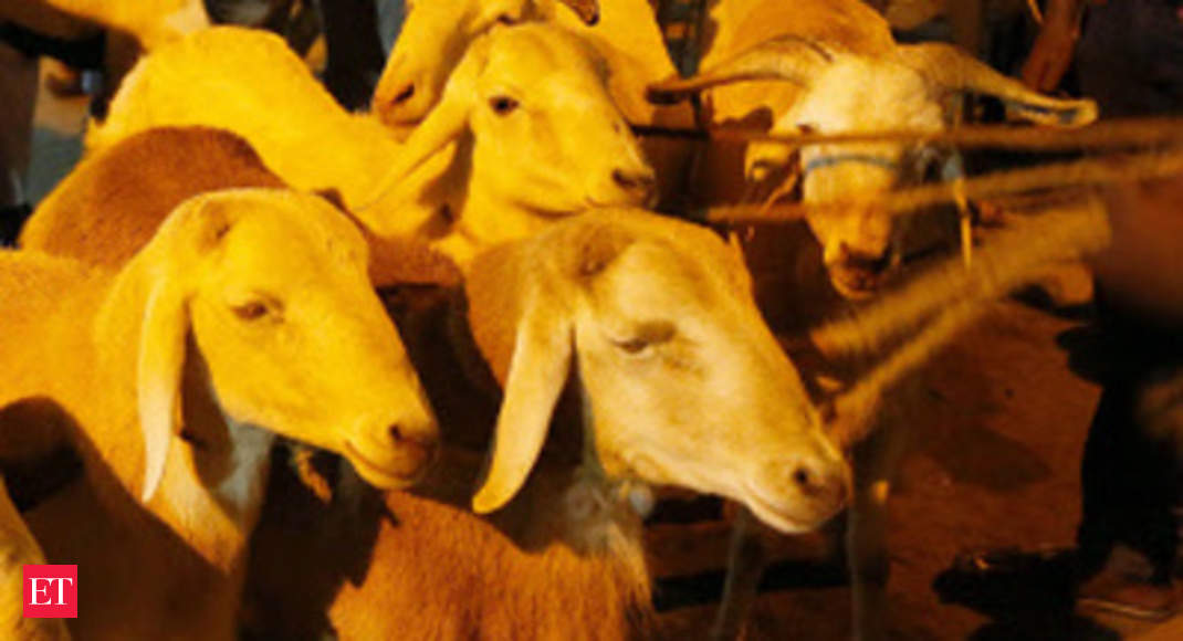 This Eid, sacrificial animals in Pakistan can cost more than a car - The  Economic Times