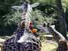 Giraffe dies of broken neck during journey