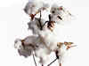 Cotton crop estimates at 381 lakh bales for season 2013-14