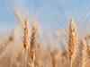 20 mn tonne wheat wasted in India every year: IME
