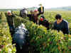 Indian wineries setting up infrastructure to develop vineyards as tourist destinations