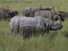 Kaziranga rhino killed again, horn chopped off