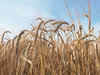 Maize, barley rise on stockists buying