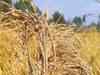 Paddy purchase in Haryana up by 6% so far