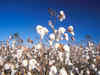 CAI revises 2013-14 cotton production estimate downward by 0.5 lakh bales