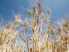 Post-harvest loss in foodgrains at 6%: ICAR