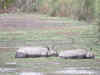 Kaziranga rhinos stray out, face threat from poachers
