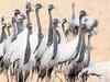 Number of migratory birds declines