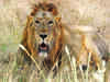 Translocate 6 lions every 4 yrs into Madhya Pradesh: Experts