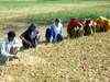 Punjab government forms panel to review crop diversification plan