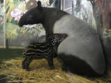 Malayan tapir cub