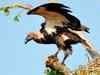 Rare vultures sighted in Palamu after a decade