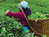 Protests erupt as Tripura bars rubber plants on tea estates