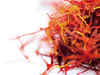 Kashmir saffron output expected to increase by 10 per cent
