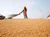 Wheat declines on higher supply, reduced offtake