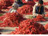 Chilli futures falls for 2nd day on weak demand