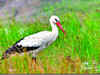 Rare white stork flies into Tamil Nadu after 7 years