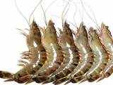 Shrimps exports affect Gurgaon’s seafood traders