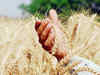 Major victory at WTO, food security assured