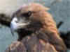 Golden Eagle spotted at Desert National Park