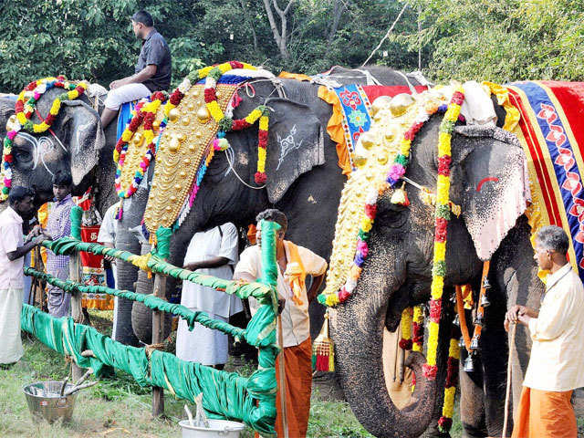 Temple elephants camp in Coimbatore