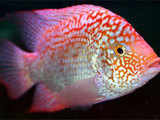 Ornamental fish next money spinner