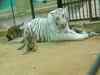 White tigress dies at Van Vihar National Park in Bhopal