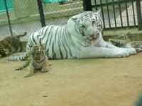 white tigers: Rare white tigers gives birth to three healthy cubs at Delhi  zoo; See adorable pics - The Economic Times