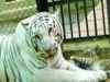 National Tiger Conservation Authority says no to reintroduction of white tigers in MP