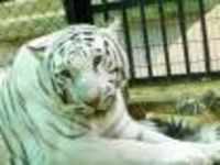 white tigers: Rare white tigers gives birth to three healthy cubs at Delhi  zoo; See adorable pics - The Economic Times