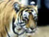 Save the tiger, export it