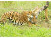 Nagarahole tiger reserve to get 400 cameras to capture big cats