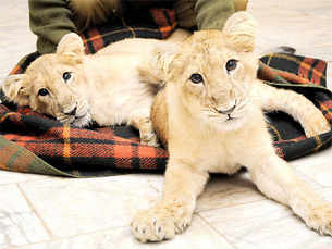 Lion cubs in Patna zoo