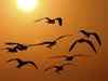 Less bird food may hit bird migration to Man Sagar Lake