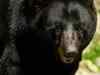 Sloth bear killing triggers outrage in Chhattisgarh