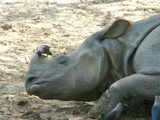 Rhino creates panic in Kaziranga National Park