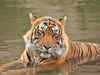 India, Nepal to jointly work for tiger conservation