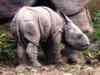 Dudhwa Tiger Reserve loses 35-day-old rhino calf to extreme cold