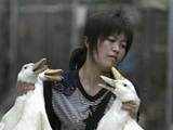 Bird flu in China 