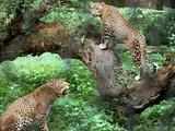 Tata Jamshedpur zoological park