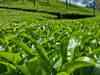 Small Tea planters under crisis at Indo-Bangla border