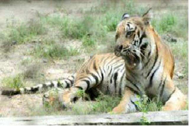  Centre releases fund to Amangarh tiger reserve