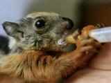 Squirrel being fed 