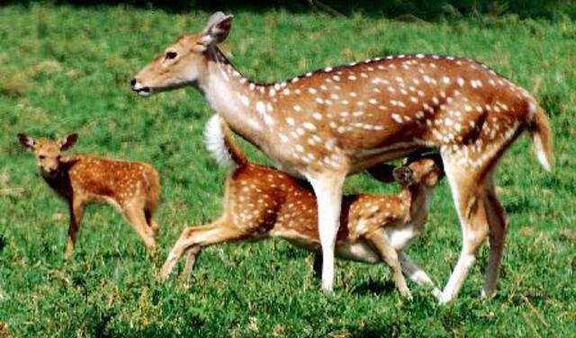 22 spotted deers die due to anthrax infection in Chhattisgarh zoo