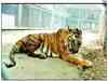 Country's oldest Royal Bengal tiger dies at 26
