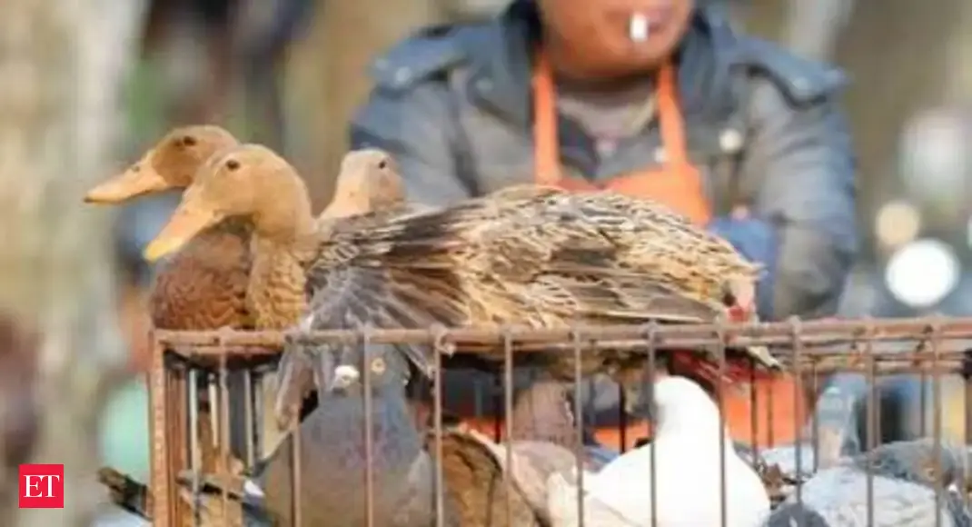 H7N9 avian flu strikes China again; over 40 cases reported ...